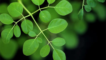 The moringa Tree